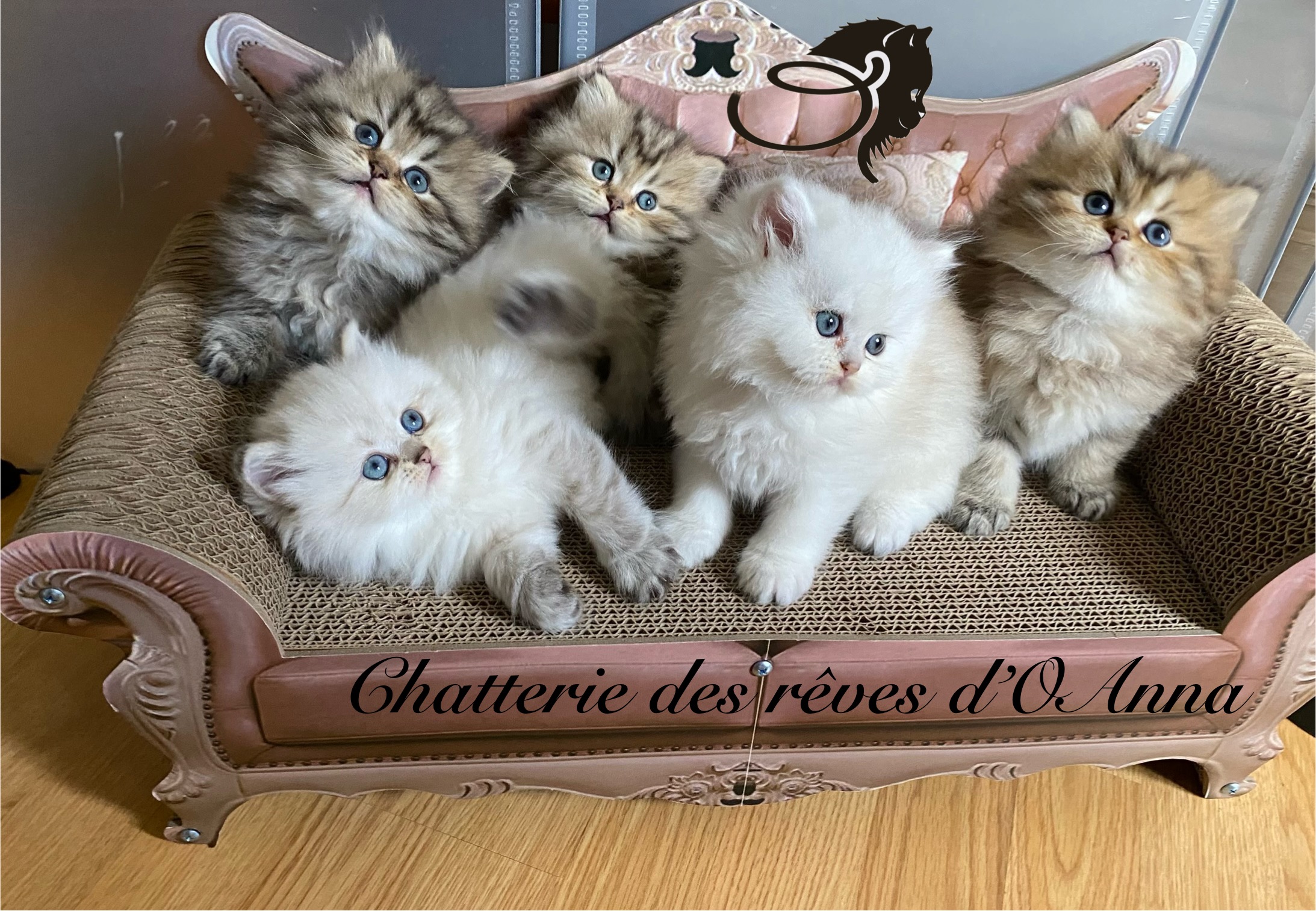 Des Rêves D'O Anna - British Shorthair et Longhair - Portée née le 04/03/2024