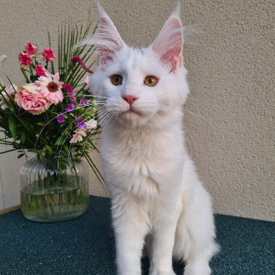 Sweet Night - Chaton disponible  - Maine Coon