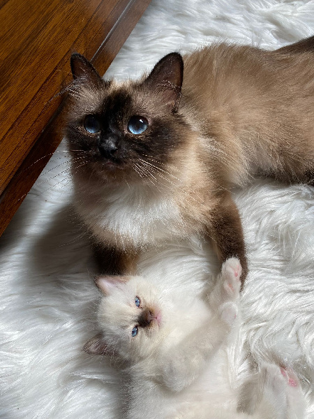 chaton Sacré de Birmanie Du Normont Sacré