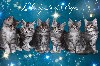 De L'Odyssée Des Elfes - Tout les bébés de Roxy ont rejoint leurs nouvelles familles