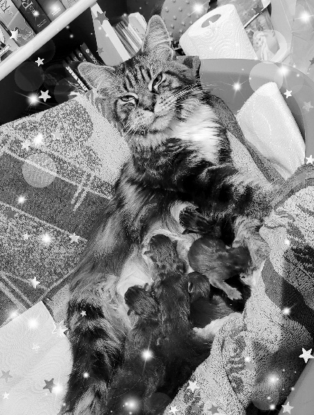 chaton Maine Coon De L'Odyssée Des Elfes
