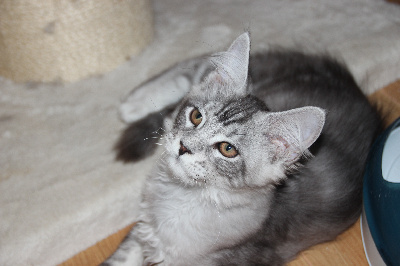 Mystery Cat's - Chaton disponible  - Maine Coon