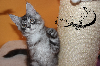 Mystery Cat's - Chaton disponible  - Maine Coon