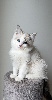 Ragdoll