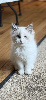 Ragdoll