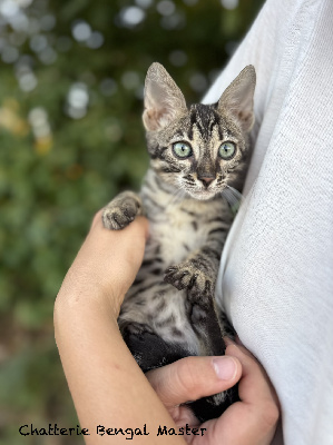 CHATON - Bengal