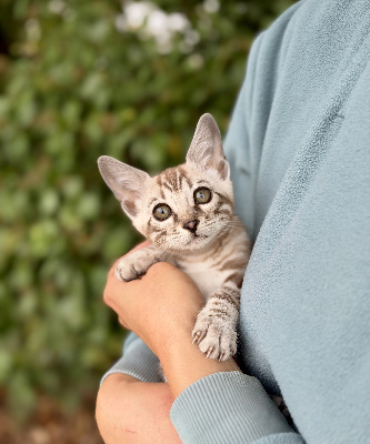 CHATON - Bengal