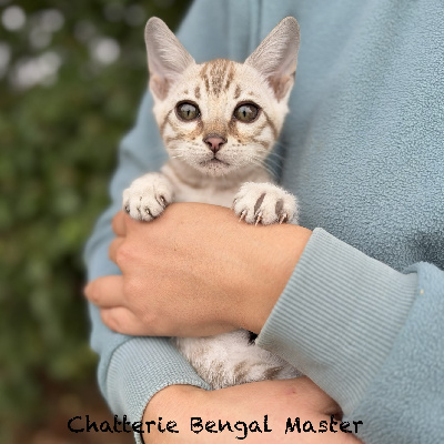 CHATON - Bengal