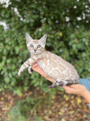 CHATON - Bengal