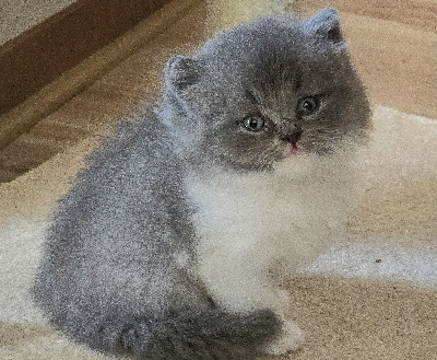 BLUE - British Shorthair et Longhair