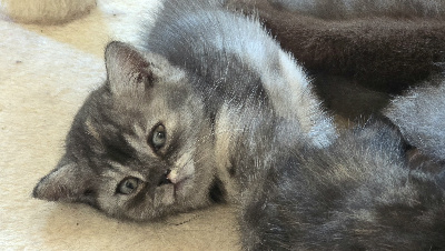 Des Zelandonii - Chaton disponible  - British Shorthair et Longhair