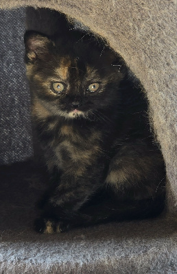 Blackie - British Shorthair et Longhair