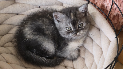 Bluette - British Shorthair et Longhair