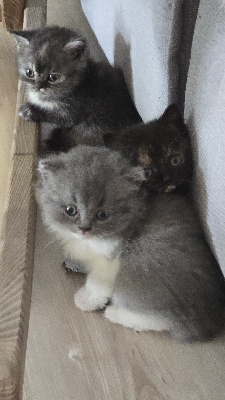 BLUE - British Shorthair et Longhair