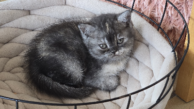 Bluette - British Shorthair et Longhair