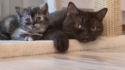 Bluette - British Shorthair et Longhair