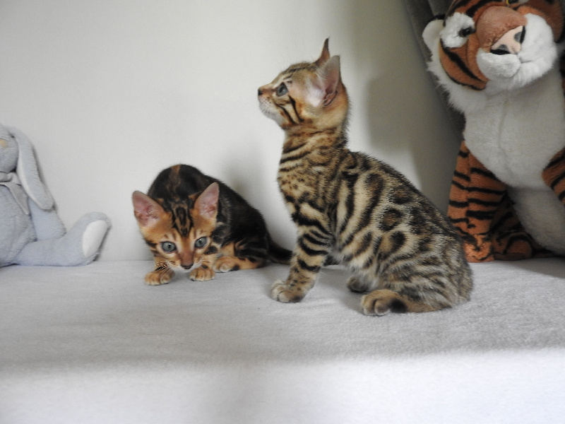 chaton Bengal Just A Cat