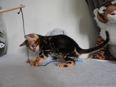 Just A Cat - Chaton disponible  - Bengal