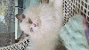 Golden YeuXx Vert et Point YeuXx Bleu British Shorthair et Longhair