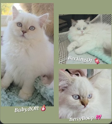 Golden YeuXx Vert et Point YeuXx Bleu British Shorthair et Longhair