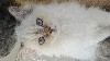 Golden YeuXx Vert et Point YeuXx Bleu British Shorthair et Longhair