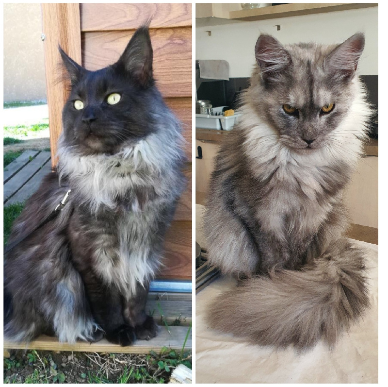 chaton Maine Coon Shadow's Angel