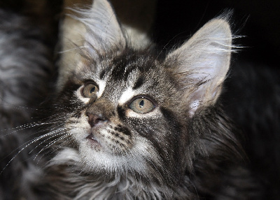 Terebelle - Maine Coon
