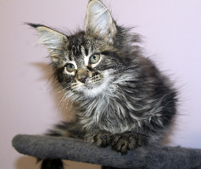 Terebelle - Maine Coon