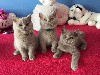 Smiling Cat's - Chatons disponibles