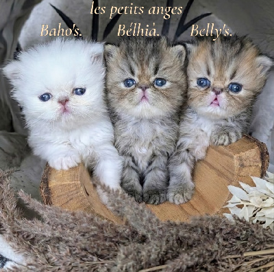 Persan - Des Fell De Chym�
