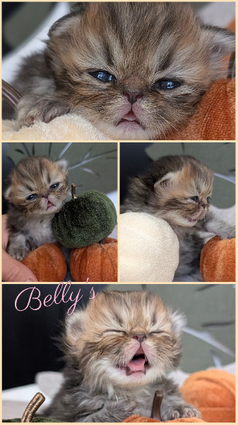 Belly's  - 