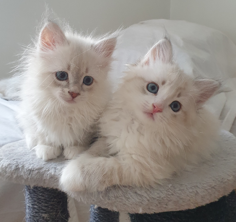 chaton Sibérien De Link & Loky