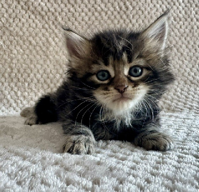 CHATON