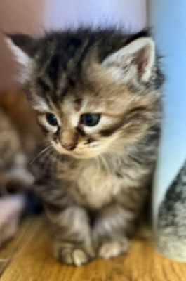 CHATON