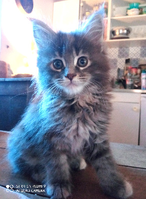Cocoon Cat's - Chaton disponible  - Maine Coon