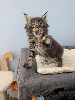 Mes grosses frimousses Maine Coon