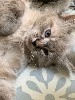 De L'opale Sibérienne - Les chatons sont disponibles à la réservation !!