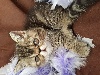 de l'Arche du Baou - superbes chatons exotic shorthair 