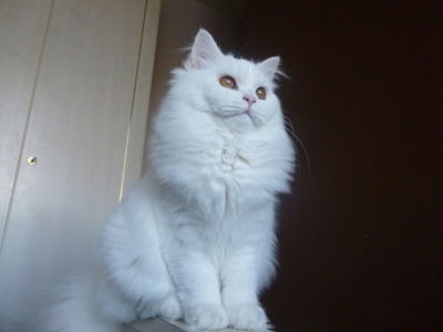 chaton British Shorthair et Longhair de l'harmonie bleu