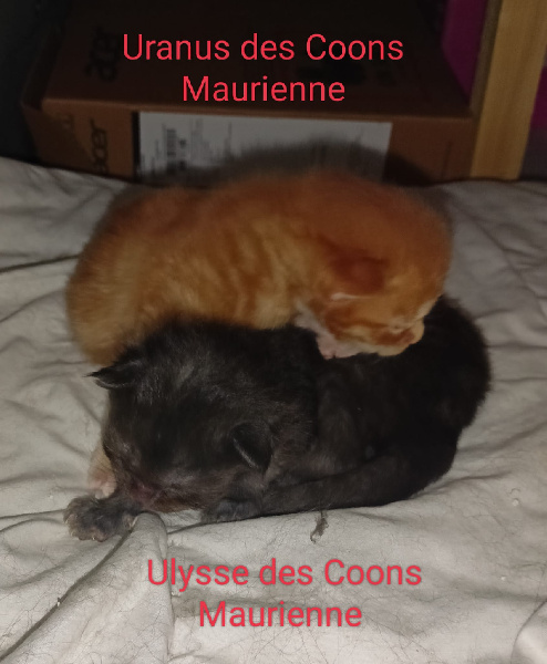 chaton Maine Coon Des Coons Maurienne