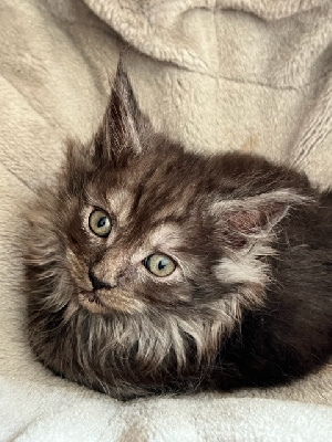 CHATON PP - Maine Coon
