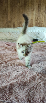 D'Oslenda's Cats - Chaton disponible  - Sibérien