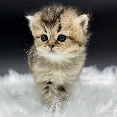 To Sweet Feline - British Shorthair et Longhair - Portée née le 09/04/2023
