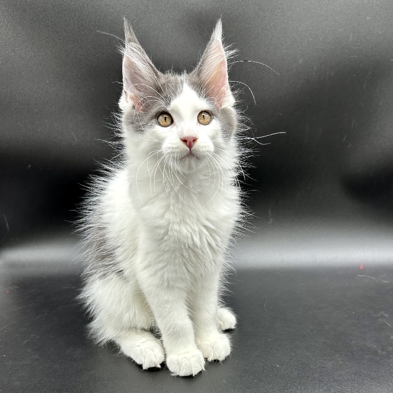 chaton Maine Coon To Sweet Feline