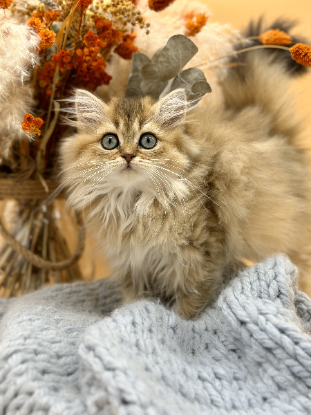 chaton British Shorthair et Longhair To Sweet Feline