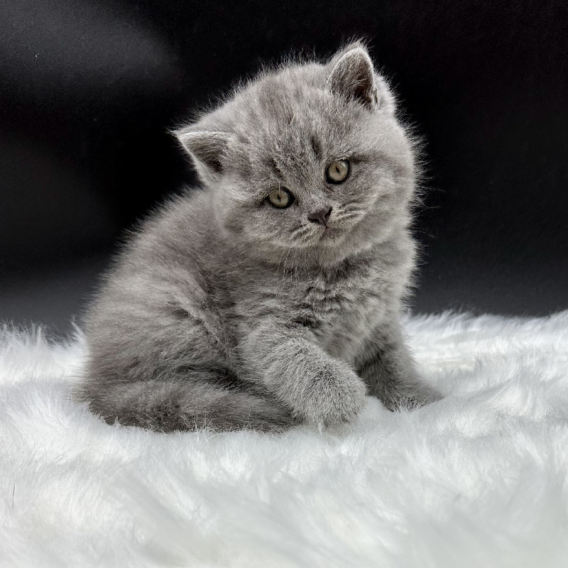 To Sweet Feline - British Shorthair et Longhair - Portée née le 17/03/2023