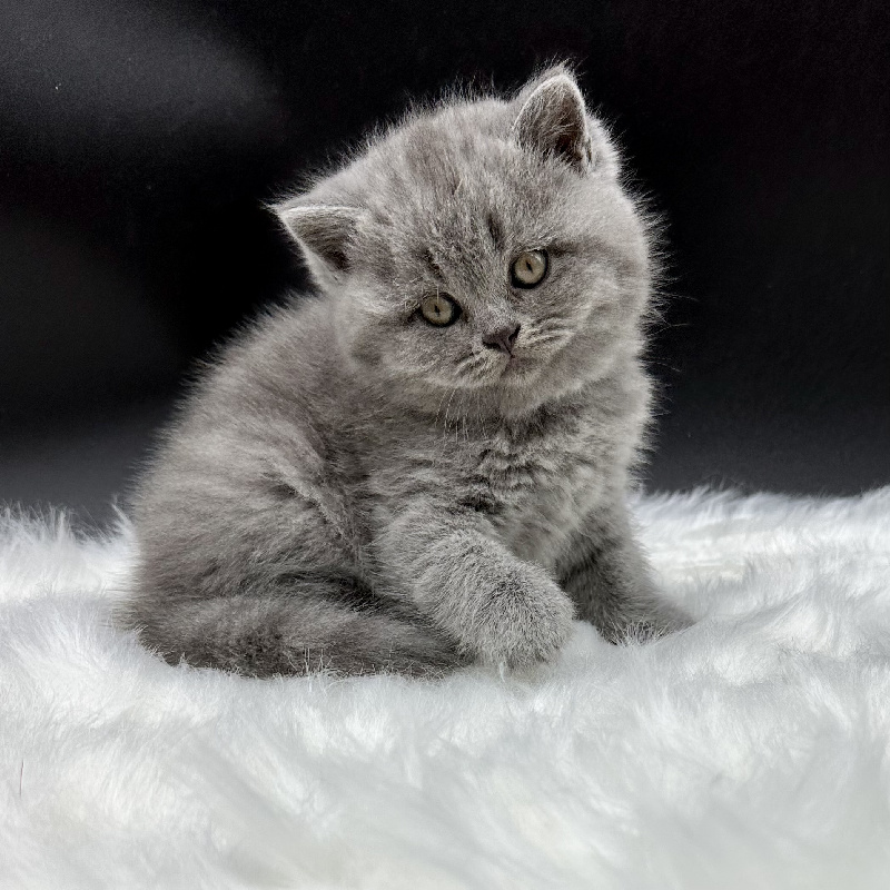 chaton British Shorthair et Longhair To Sweet Feline