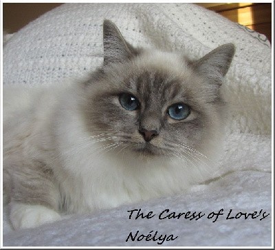 The Caress Of Love's Noelya