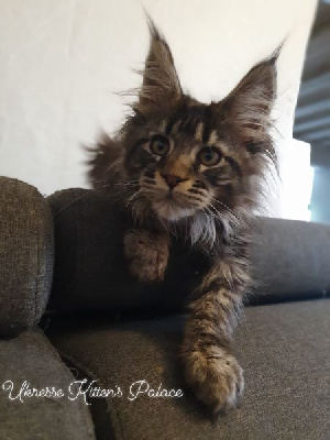 Kitten's Palace - Chaton disponible  - Maine Coon
