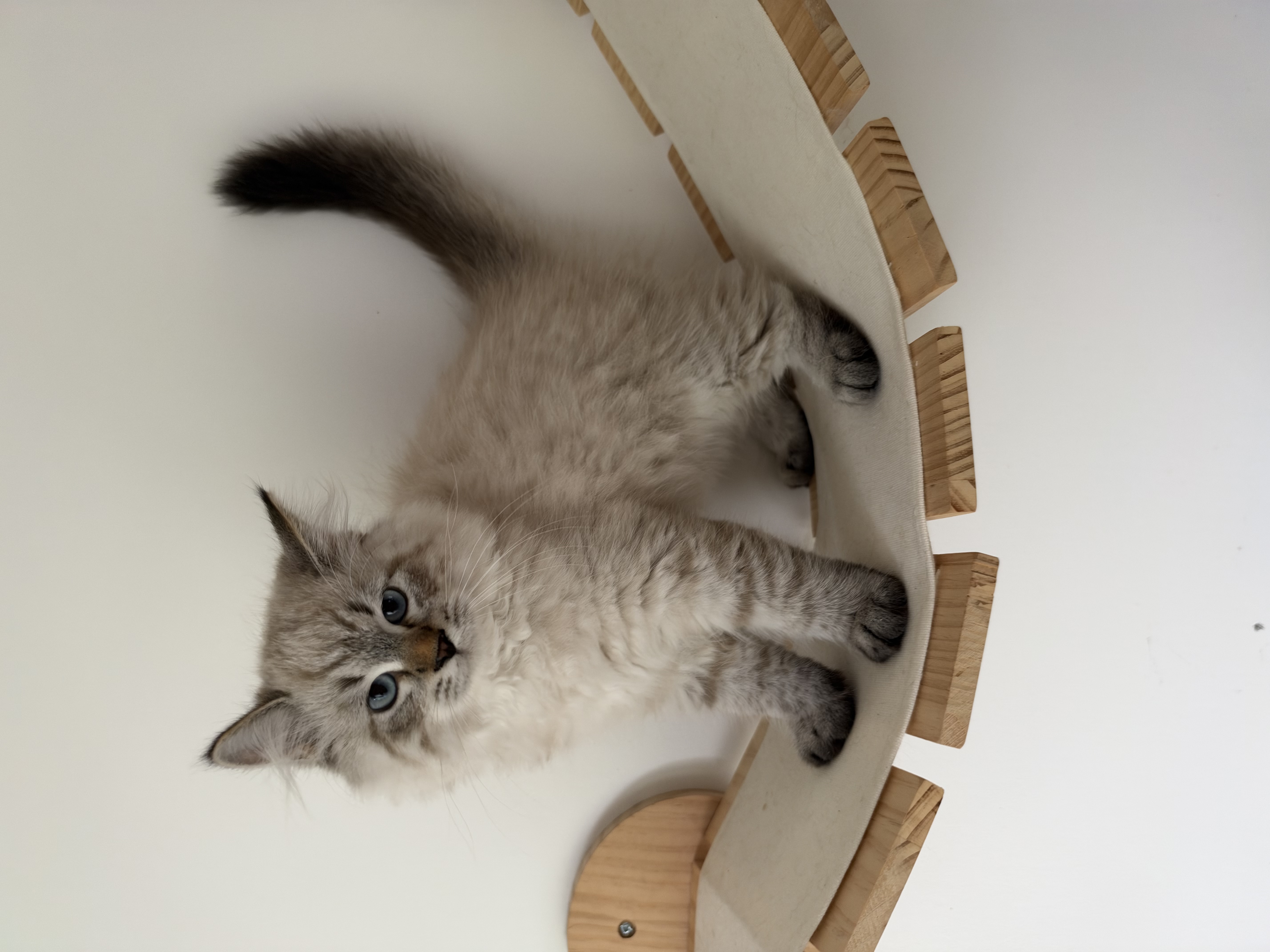 CHATON - 